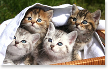 Curious Kittens - background