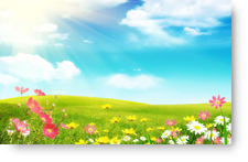 Spring Flowers - background