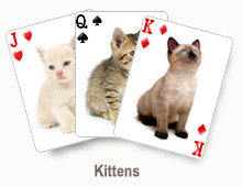 Kittens - card set