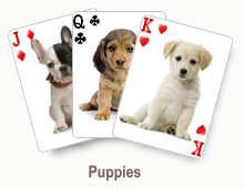 Puppies - card set